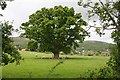 Sheep and Oak Tree, Brickbarns Farm