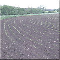 Maize seedlings by Alnwick Drive