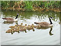 Geese and goslings swim in V-formation