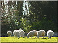 Sheep grazing Winchelsea