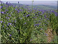 Bluebells near Chillaton House