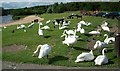 Strathclyde Country Park.