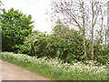 Ash, hawthorn and cow parsley