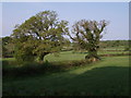 Hedge and trees near Lewtrenchard