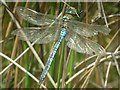 SU2815 : Emperor Dragonfly  (Anax imperator) by Hugh Venables