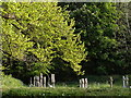 Crosses at Lewtrenchard