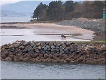 NS2072 : Horses on Inverkip Beach by Thomas Nugent