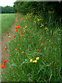 Flowers growing at the edge of a field