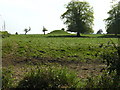 Tumulus or Mill Mound