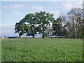 Trees and crops