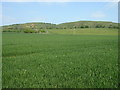 Carpet of green