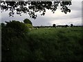 Footpath through field of cows