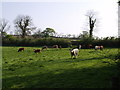 Cattle in a field