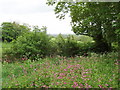 Path with patch of red campion