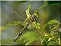 TL3369 : Hairy Dragonfly (Brachtyron pratense) by Hugh Venables