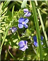 Germander Speedwell (Veronica chamaedrys)