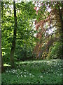 Woodland with wild garlic set outside the haha