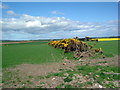 Gorse hedge