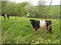 Belted Galloway cattle grazing in a field by the road