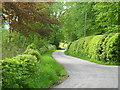 NX7270 : Beech hedges on the Barwhillanty Estate by Ruth Madigan
