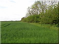 Wheat field