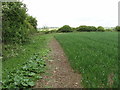 Footpath beside wheat field