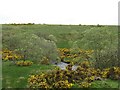 Shockie Burn