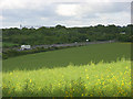 Oil-seed rape and the A303, Micheldever Station