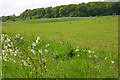 Grassland, Ludgershall