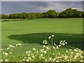 Farmland and cow parsley, Weston Down