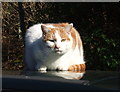 Cat on a cold tin roof