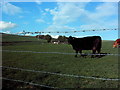 Looking toward Cockstown farm