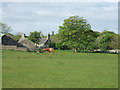 Horses at Mains of Philorth