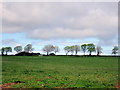 Trees on the skyline