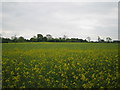 Woburn estate boundary ...view towards Milton Bryan