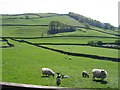 Sheep Pasture near Ingfield Lane, Settle