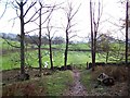 SE0654 : Looking out of Westy Bank Wood towards Bolton Abbey by Joe Regan
