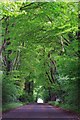 Wind blowing through beech canopy