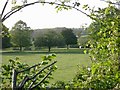 View through a hedge