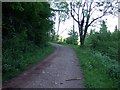 Llwyn Celyn Forestry Walk