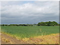 Wheat field, by Hanover Farm