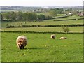 Sheep grazing, west of Sutton Row