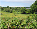 Grazing land at Phocle Green