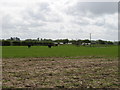 Cattle and Pasture.