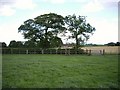 Footpath Through Field