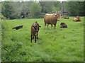 Cattle in Farleigh Hungerford