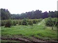 Young Plantation near Daggons