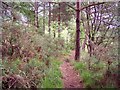 Path by Daggons Water Fishing Lake