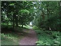 Woodland walk at Nymans