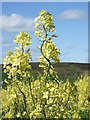 NJ6007 : A flowering Brassica by Stanley Howe